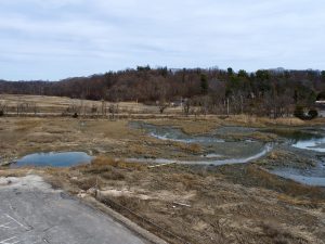 Marsh Land at back Parking Lot2JPG